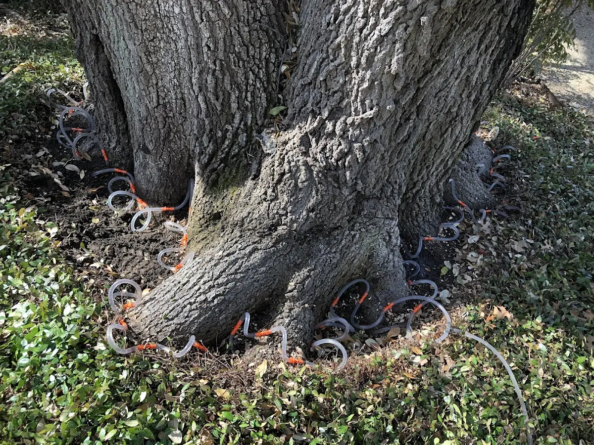 Detailed Tree Cabling and Bracing job site in Camp Pendleton