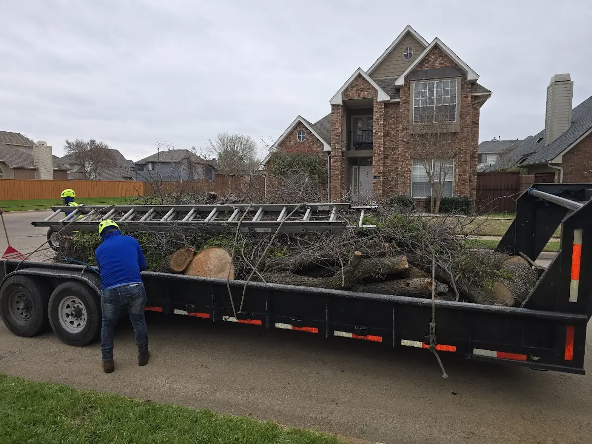 Expert Tree Removal with proper safety equipment in Camp Pendleton